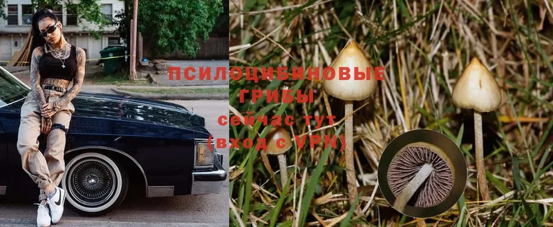 Галлюциногенные грибы Psilocybe  Буинск 